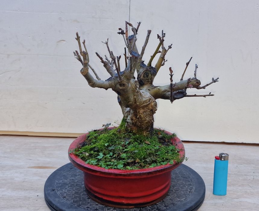 Bonsai de Macieira (Malus Sargentii)