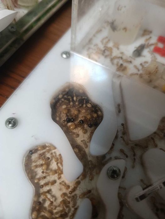 Муравьи Camponotus fedtschenkoi turcestanus большая колония с фермой