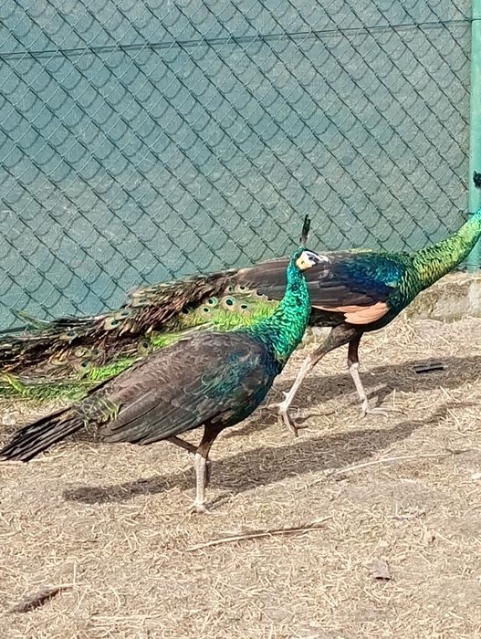 Paw Pawie   zielone. 2025.