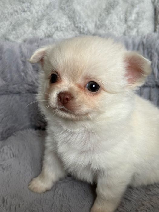 Chihuahua długowłosy chłopiec w kolorze białym