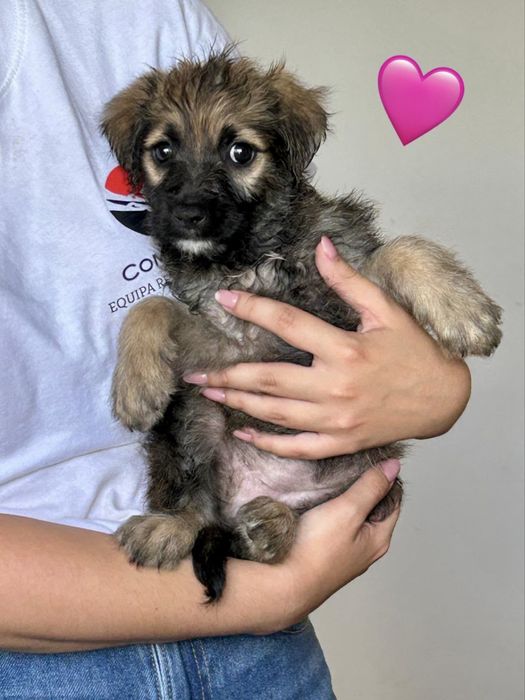 Cães bebés para adoção responsável