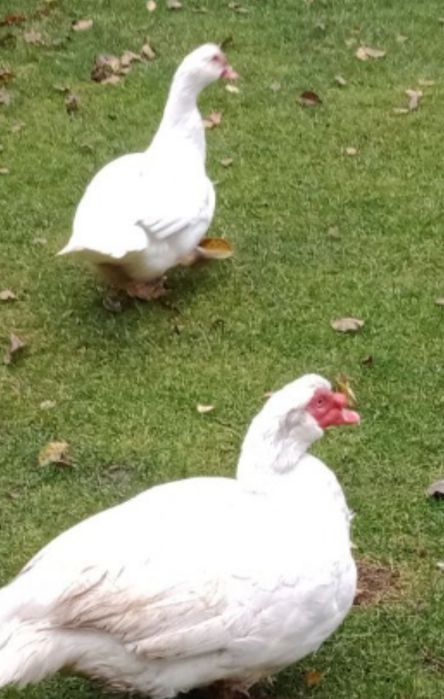 Мускусні качки ,каченята,інкубаційні яйця