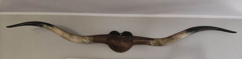 Rogi  Texas Longhorn 200cm