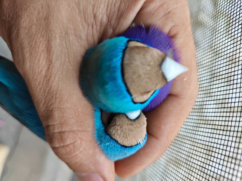 Diamantes de Gould