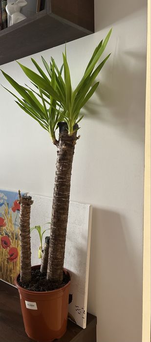 Kwiatek Yucca