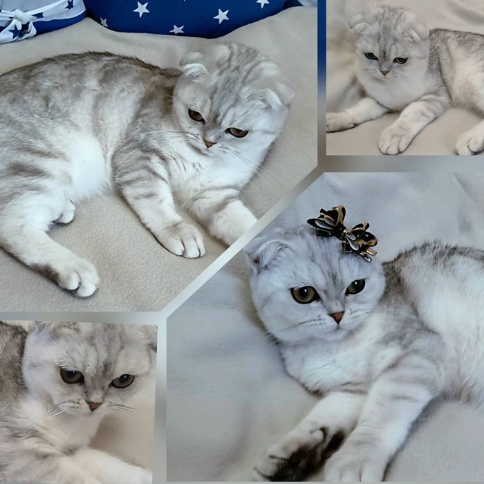 Чистокровна висловуха кішечка  Мілана