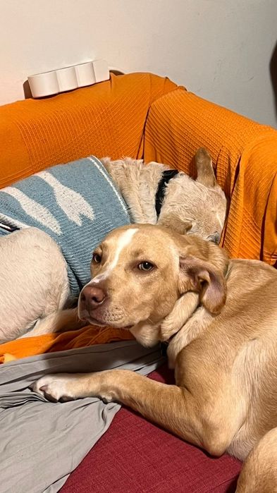 Dou cadelinha pra adopção.8 meses.meiga