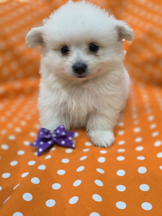 Spitz  Fêmea branquinha