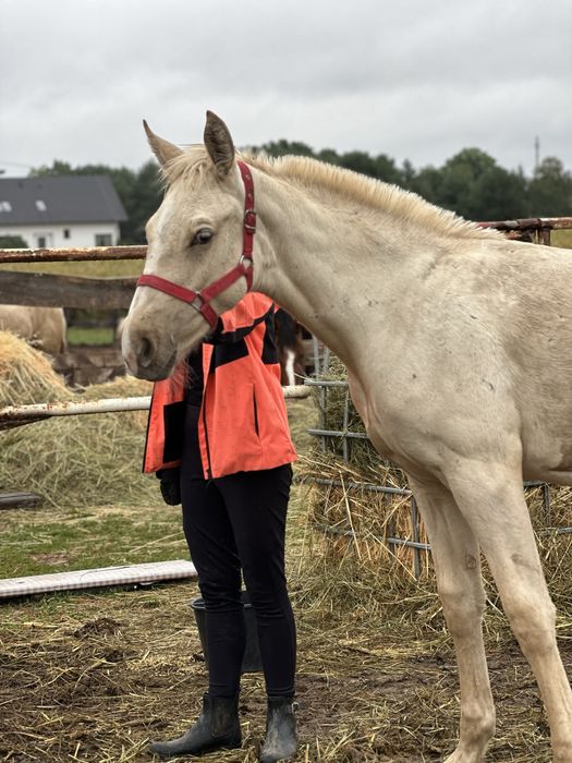 Sprzedam izabelowatego odsadka klacze po Bandosie