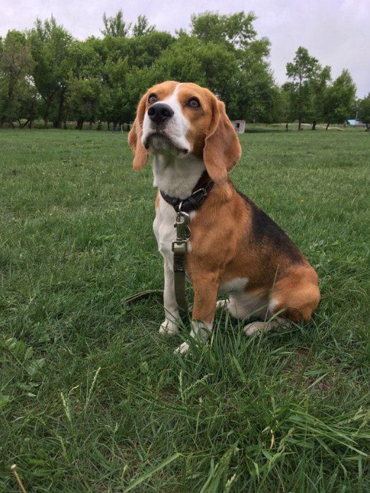 в'язка бігль