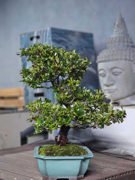 Bonsai azalea satzuki