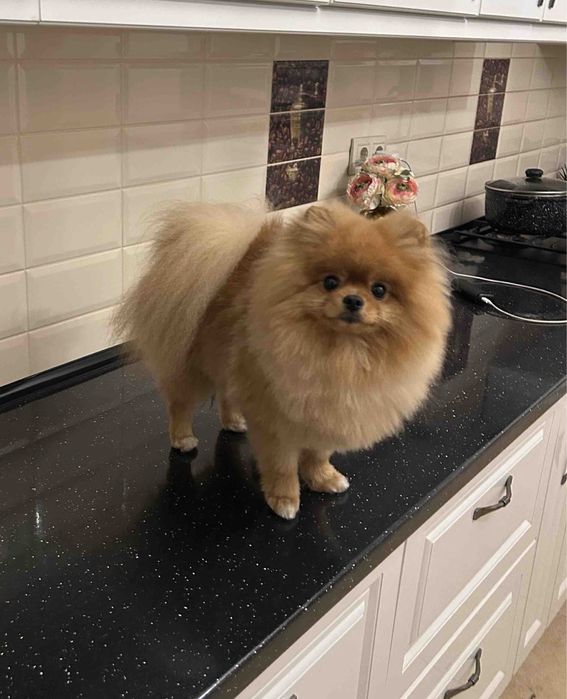 Хлопчик міні шпіц, шукає дівчинку для вʼязки.