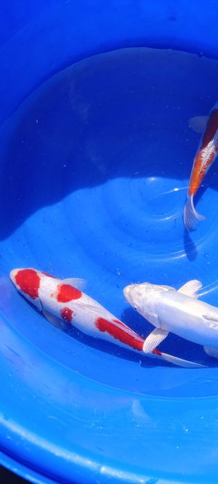 Karp koi oczko wodne ryby ozdobne