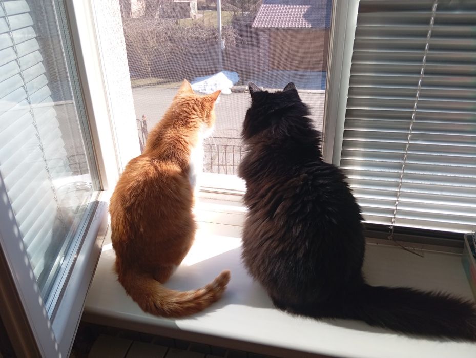 в добрые руки 2 кошки, стерелизованы