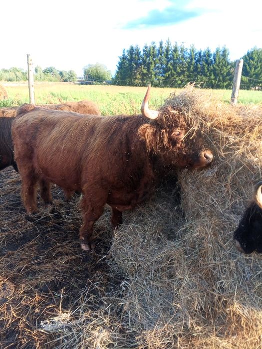 Byk rozpłodowy 100% highland cattle możliwa zamiana.