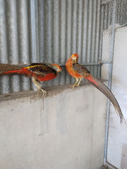 Tenho para ceder    Faisões  Dourados Machos