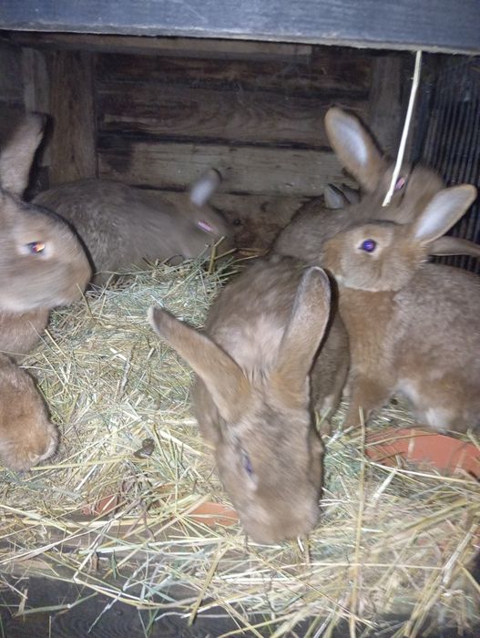 Sprzedam króliki  własna hodowla cena  do negocjacji  ładne króliki
