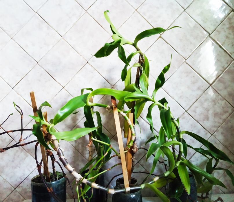 Золотой ус лекарственный