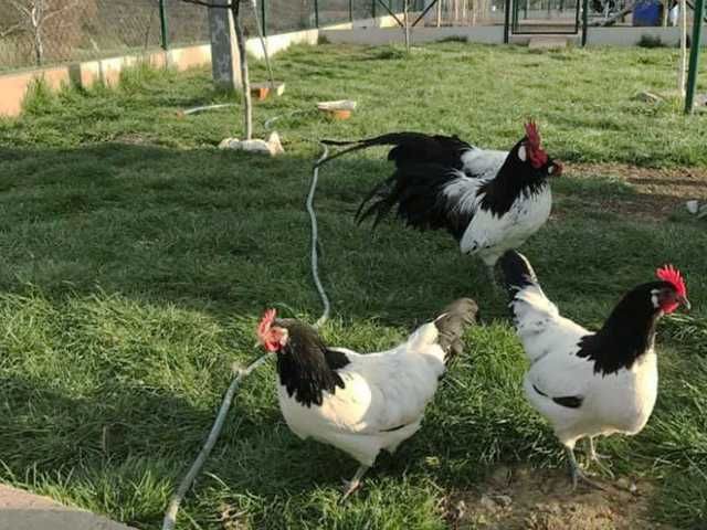 Інкубаційне яйце.(Курчата) Лакенфельдер. Птиця.