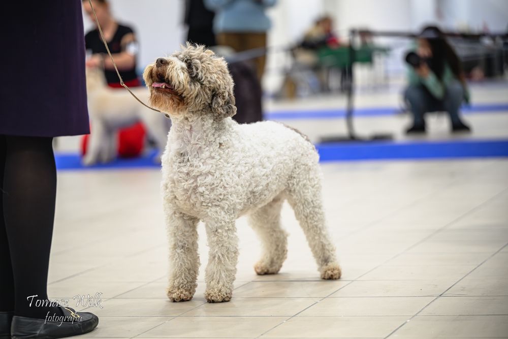 Lagotto Romagnolo