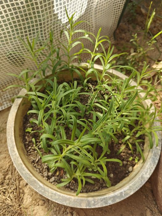 Gypsofila Panículada Branca (Vivaz)