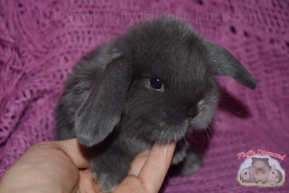 Вислоухие крольчата. Редкие окрасы! Кролики из "Fluffy Diamond"
