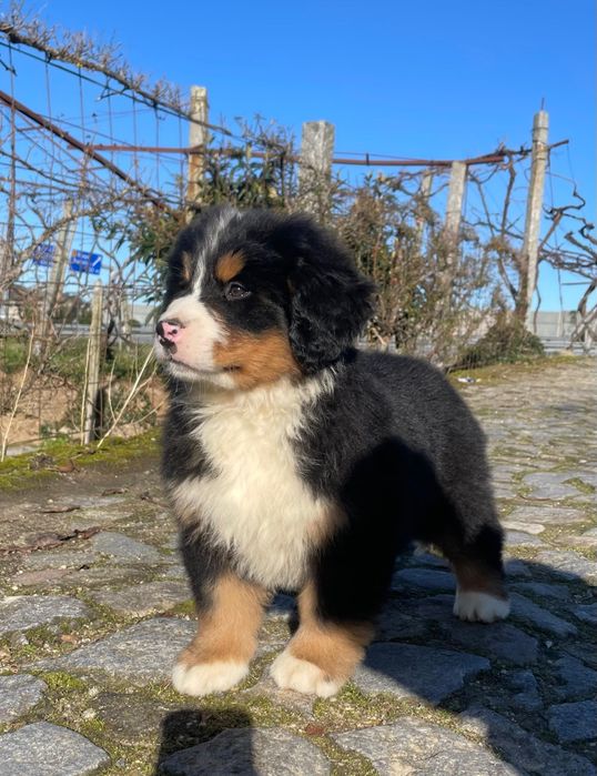 Boiadeiro de Berna | Bouvier Bernois