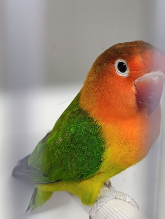 Agapórnis fischeris verde Euwing macho