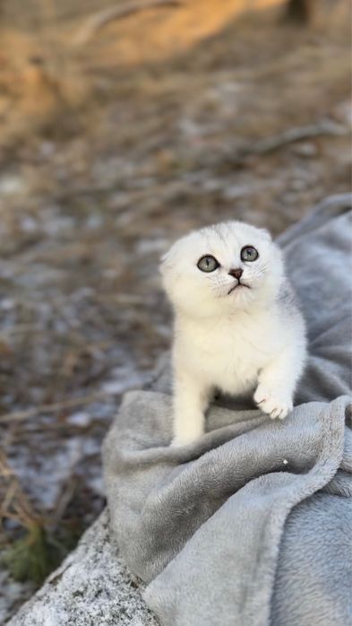 Шотландська висс породиста киця срібляста шиншила