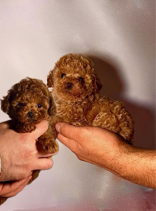 Шикарні пухнастики міні та мікро мальтипу / той пудель бебі фейс