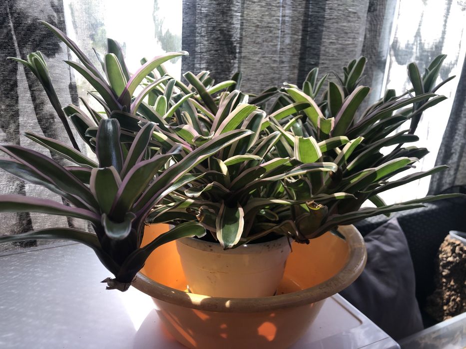 Bromelia planta com um rebento
