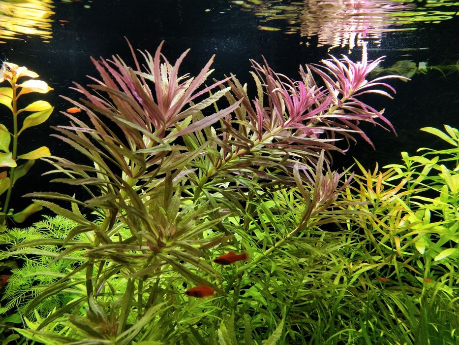 Limnophila Aromatica