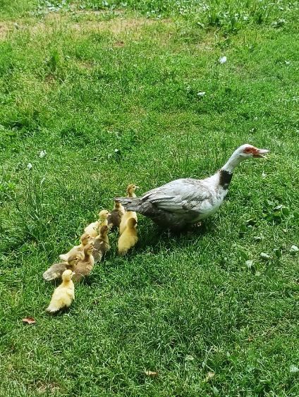Kaczki Pekin pirzmowe