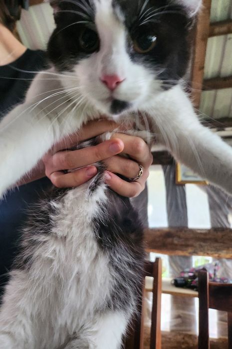 Koty do adopciji