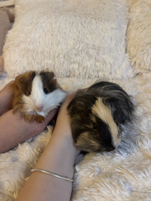 Świnki morskie samce wraz z klatką