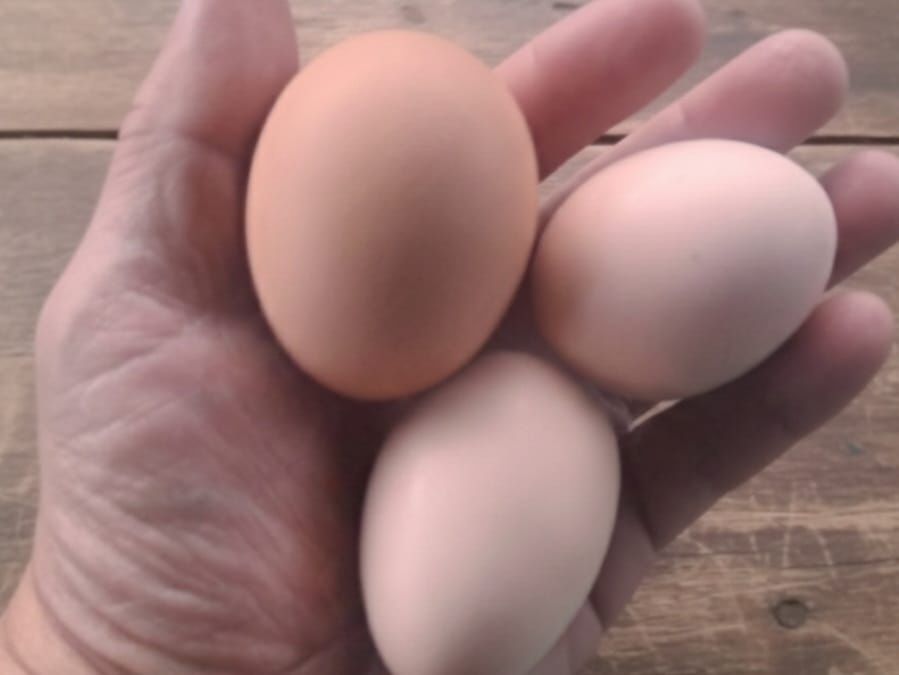 Ovos de Quinta Reais - Galinhas Felizes e Gema Laranja (Dúzia)