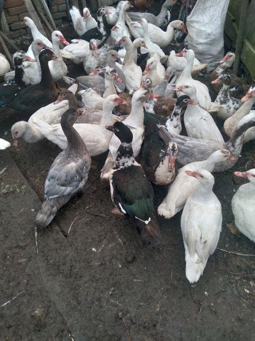 Продам качок шипунів