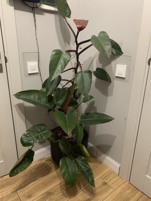 Філодендрон вис 1 ,60