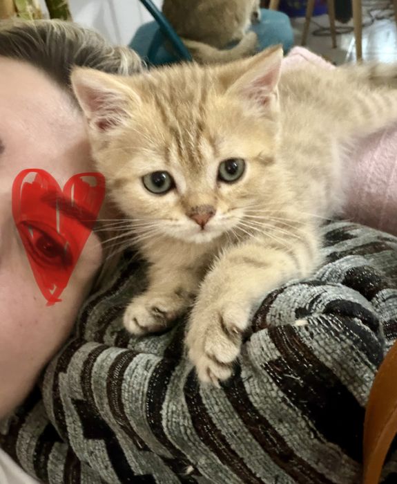 Gatinho British golden tabby