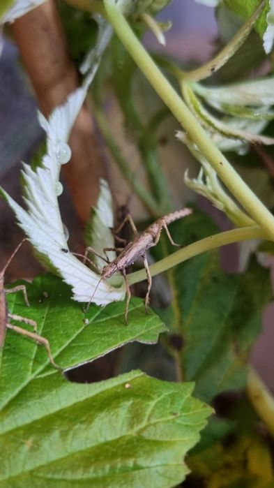 Straszyk Tisamenus sp. Cagayan