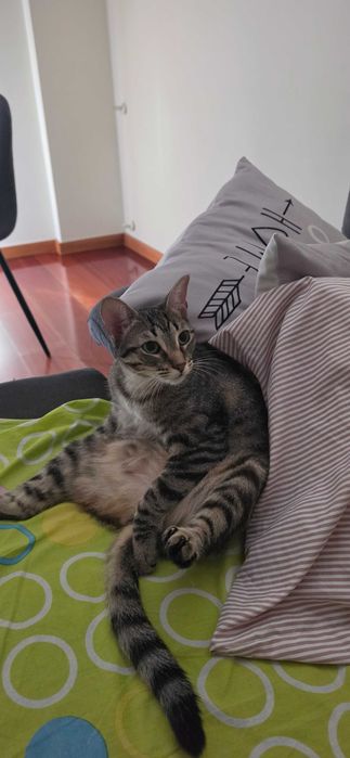 Gatas para adoção