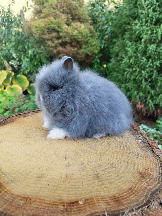 Piękne króliczki karzełki Teddy. Czystorasowe maluszki do rezerwacji.