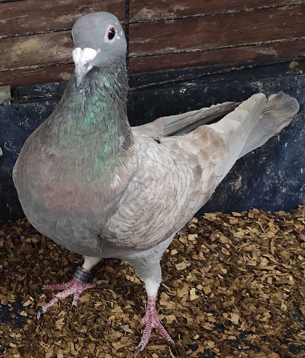 Opal, opale, reduced, rubella, pocztowy