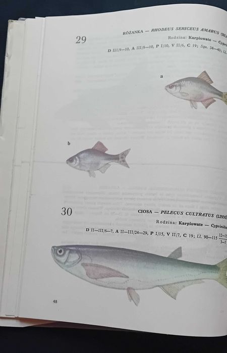 Andrzej Rudnicki. Atlas ryby wód polskich. WSiP, 1989 r. Wydanie V.