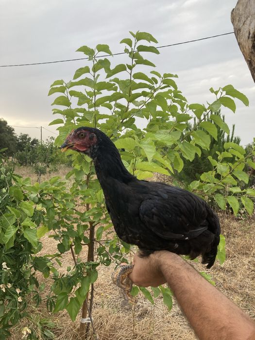 Franga cruzamento de Indio Gigante com Rhode Island Red