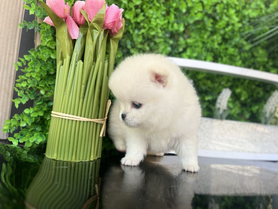 Шпиці померанці хлопці та дівчата