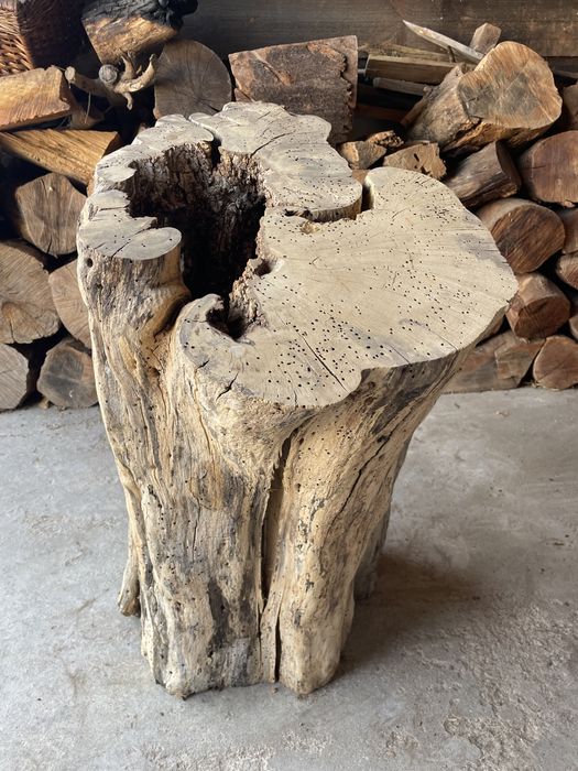 Tronco de figueira + de 300 anos