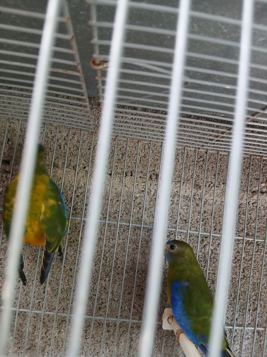 Casal de turquoisine