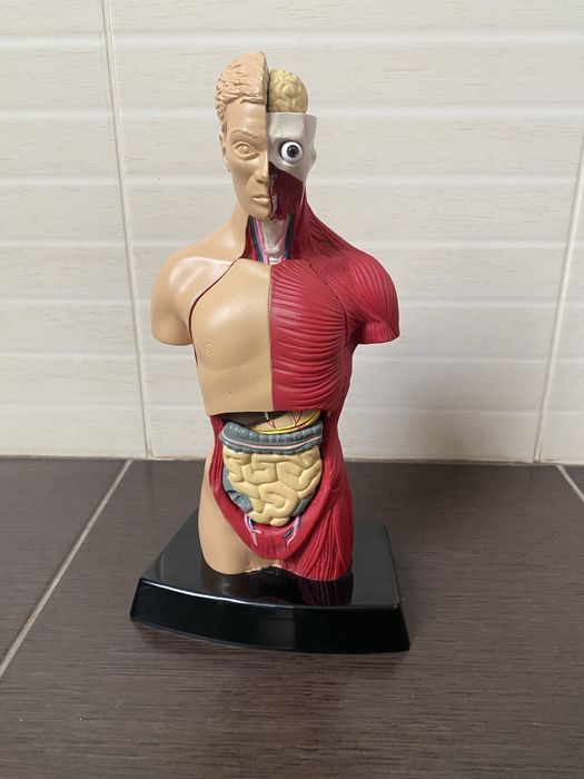 Торс  анатомии человеческого тела Humbrol Model Kit England