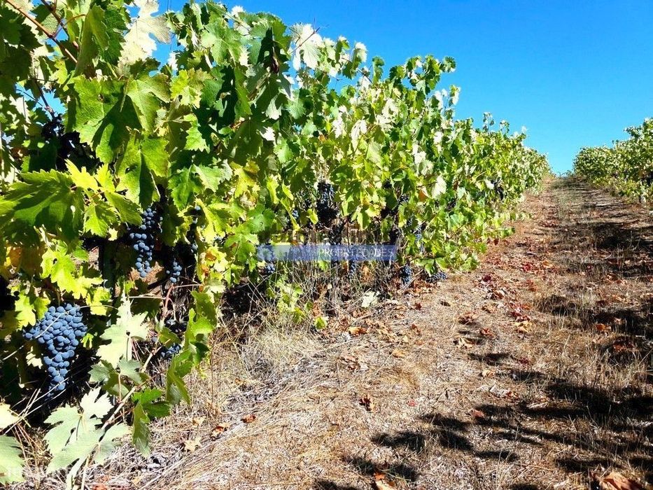 Vinha 8ha, Quinta 13,2ha, Adega, Marcas. Portugal, Beira Interior, ...